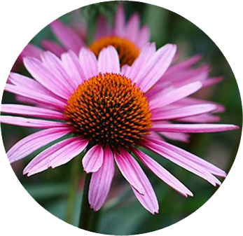 Echinacea - Sonnenhut