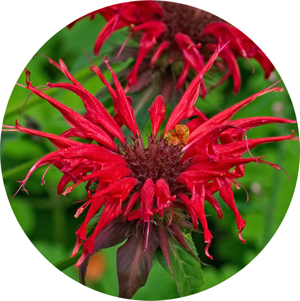 Goldmelisse - Monarda didyma